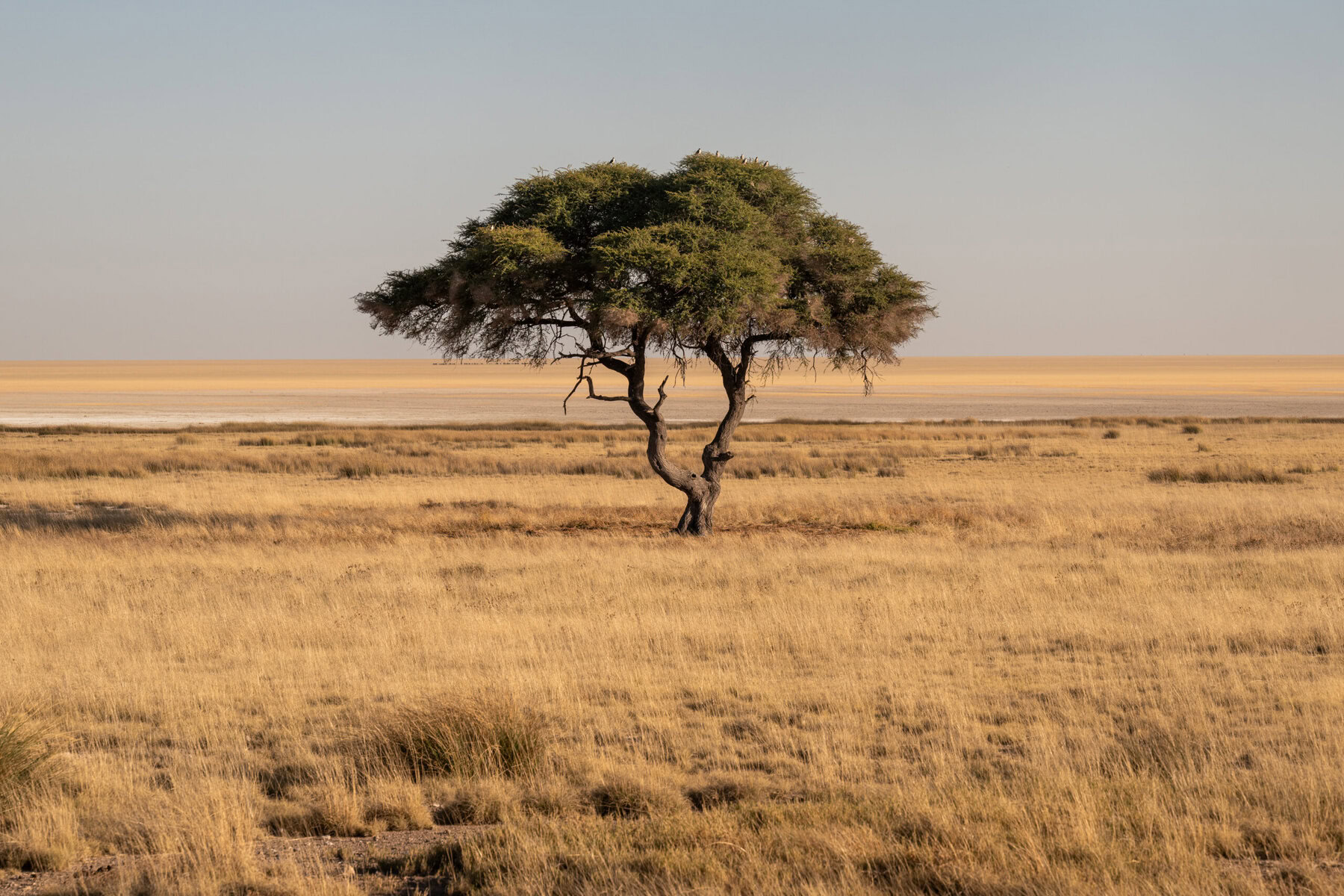Le gardien de la savane