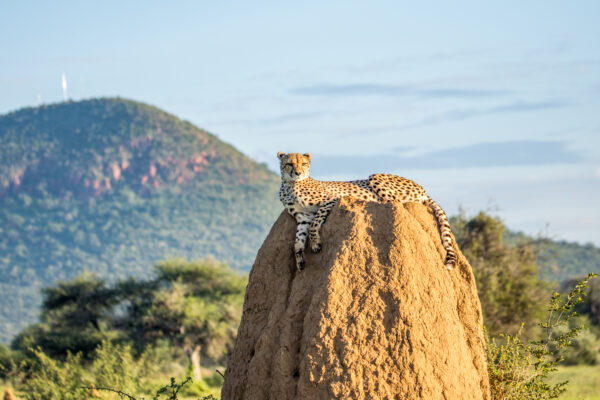 Le guetteur de la savane