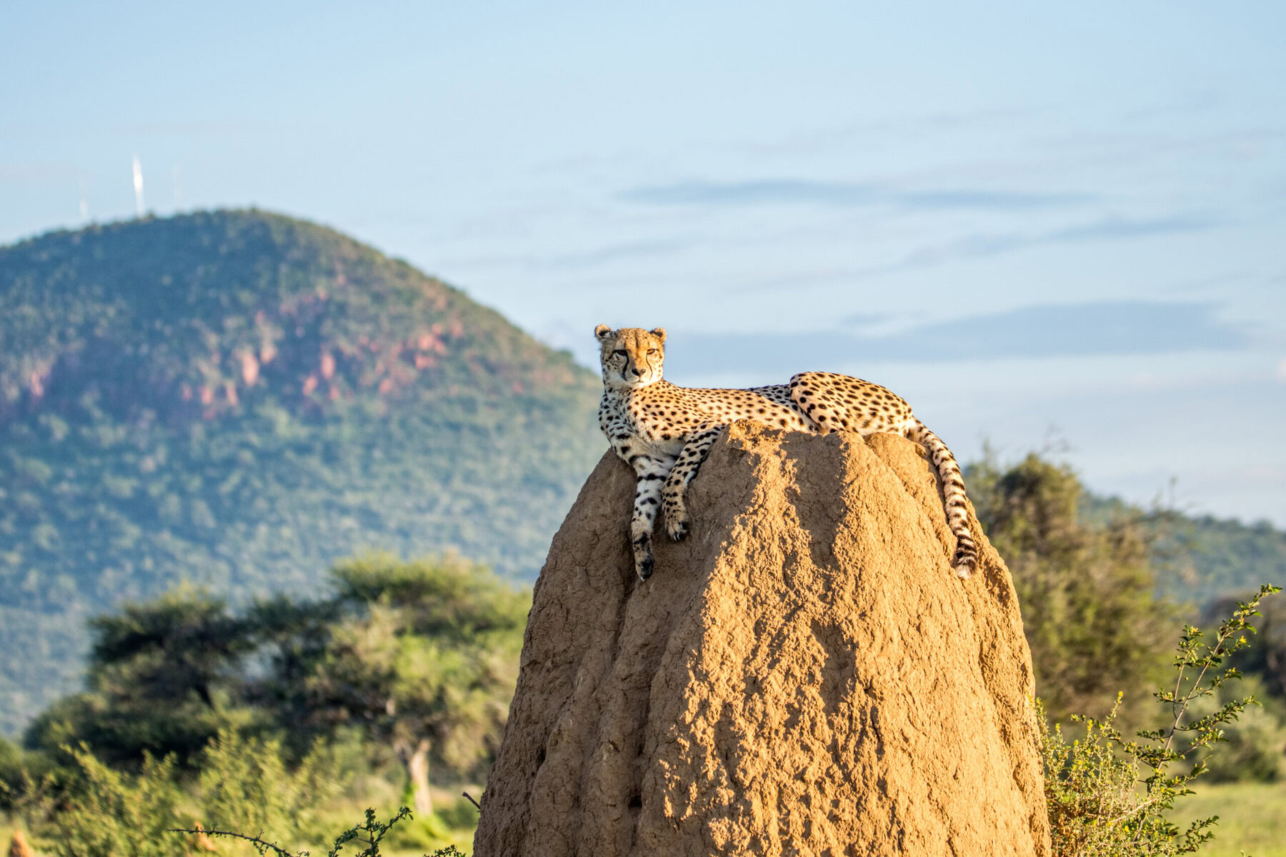 Le guetteur de la savane