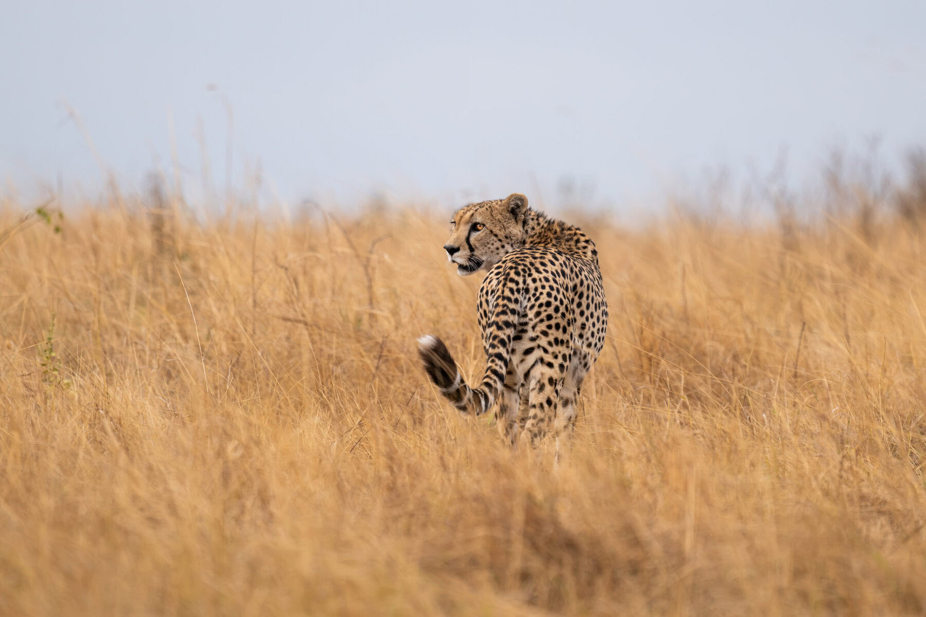 Savane
