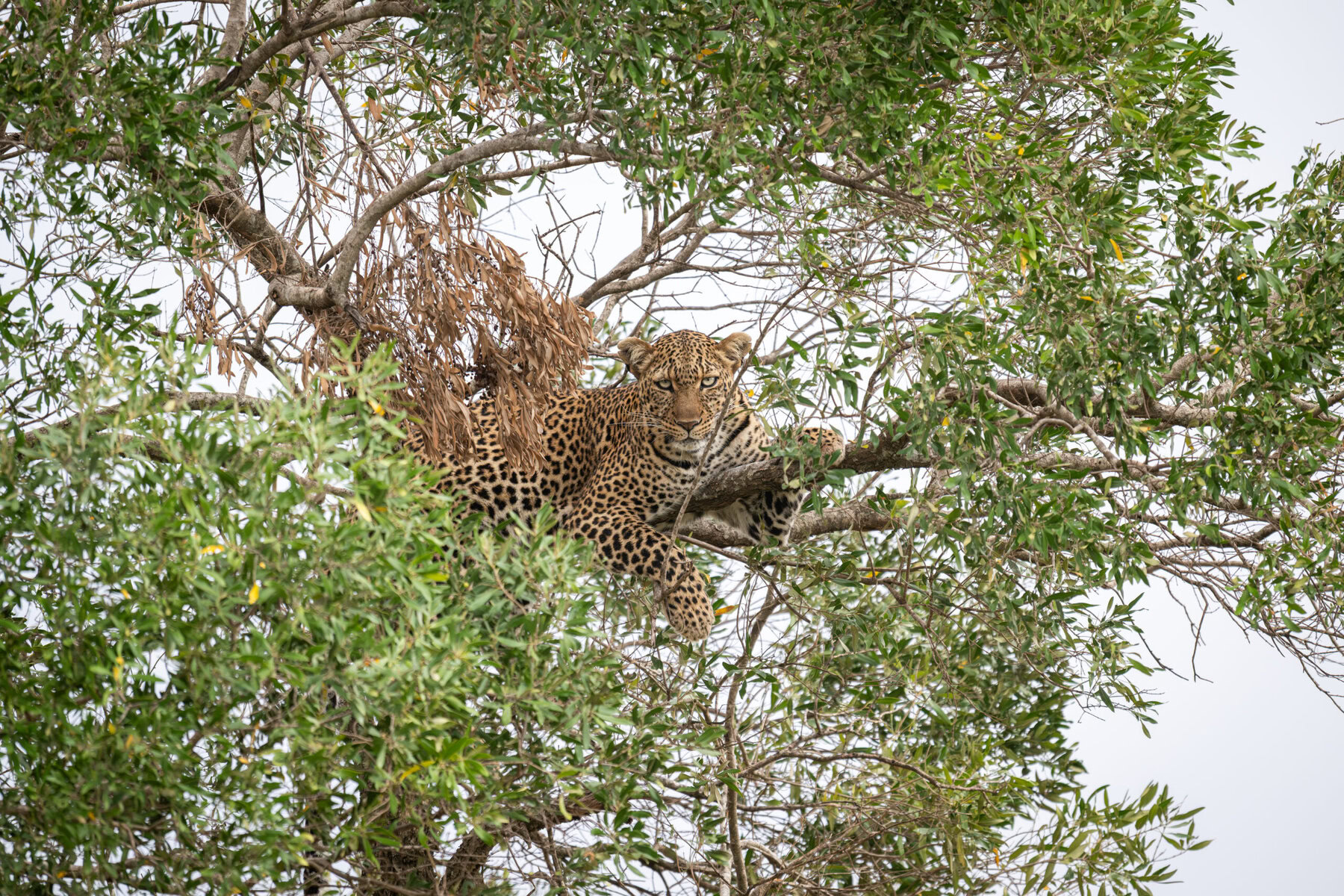 Camouflage
