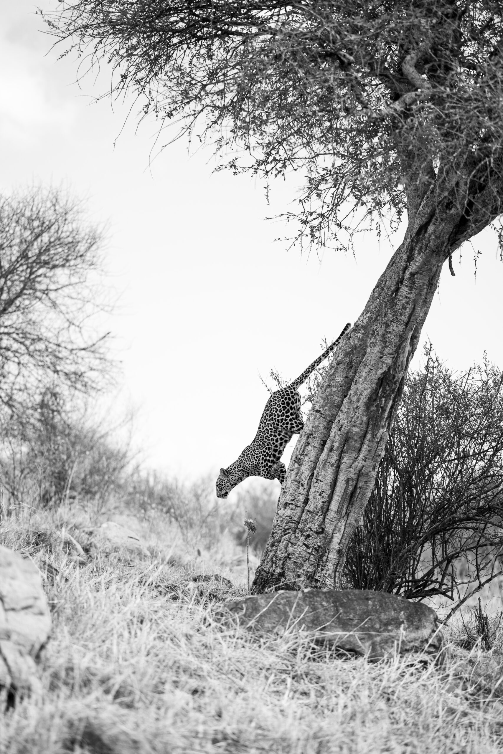 La descente de Zawadi