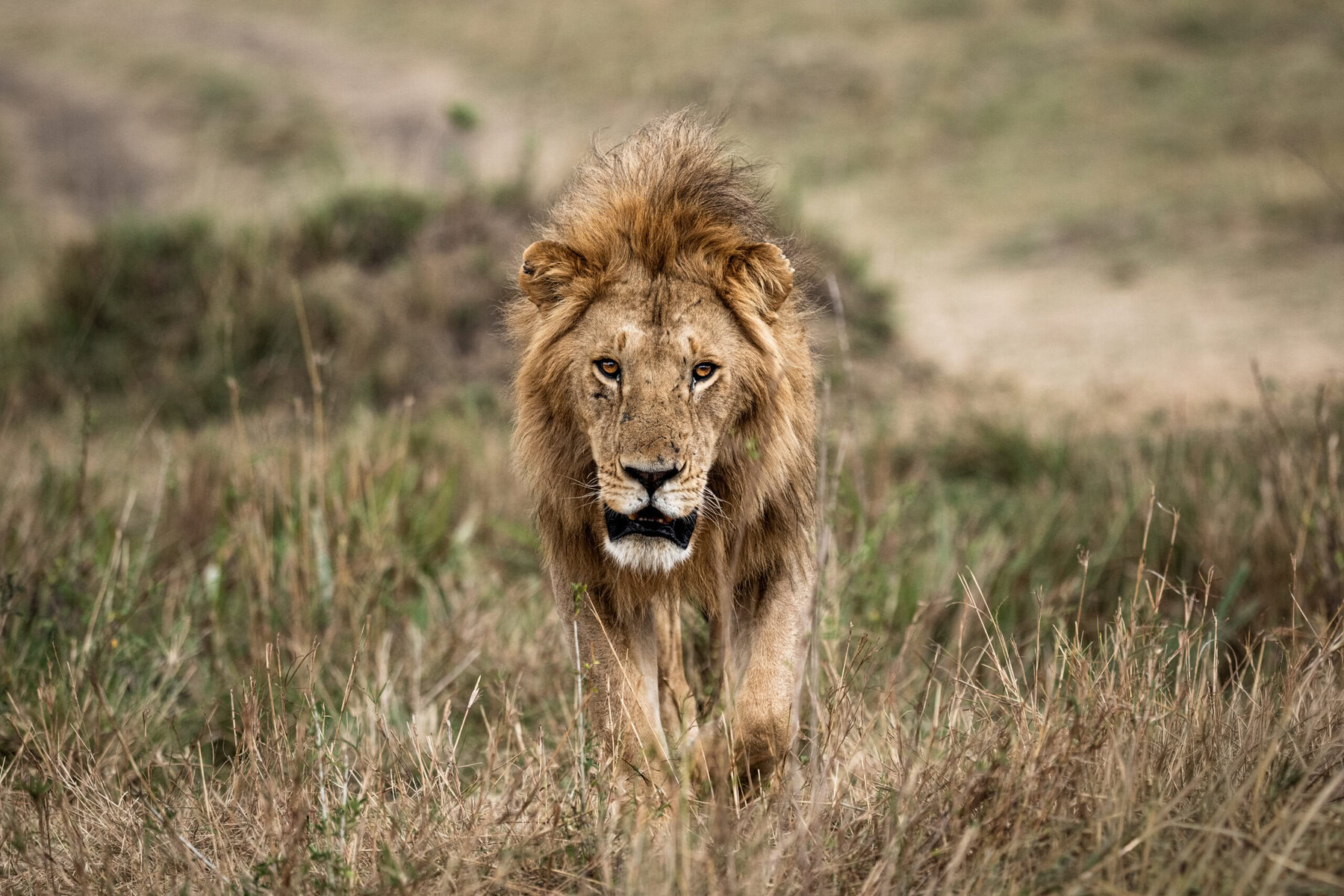 Le roi s'éveille
