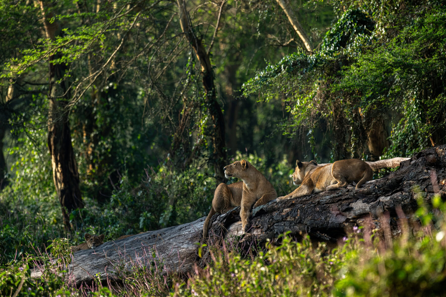 La famille de Nakuru