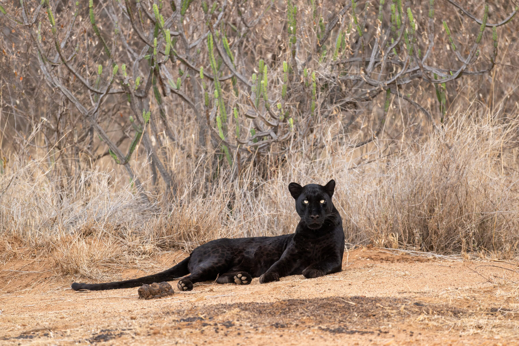 giza-black-leopard