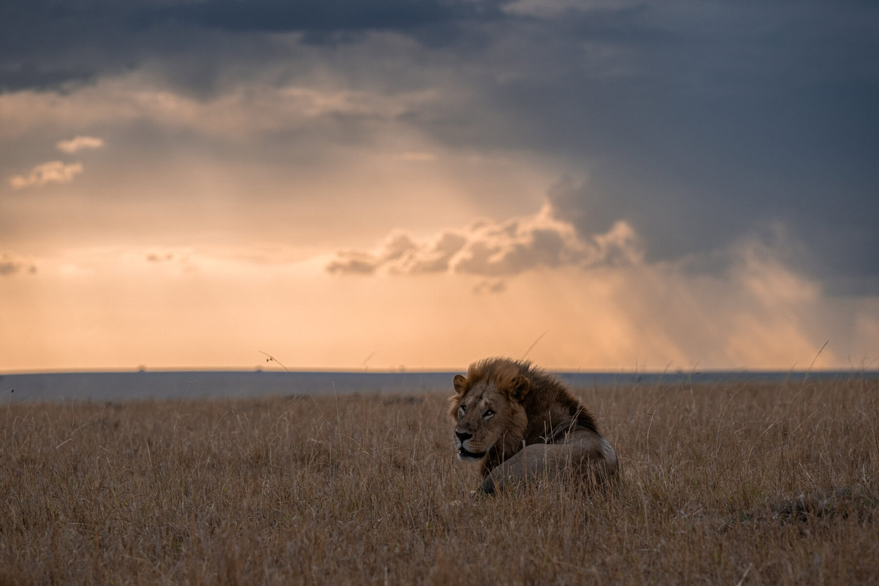 Majesté